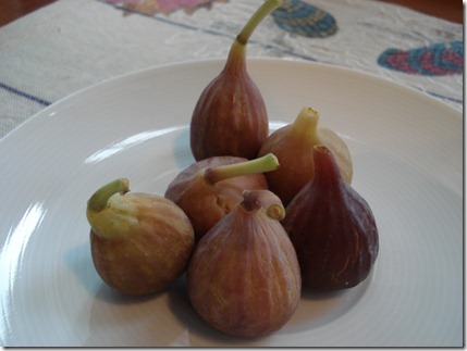 Florida Figs